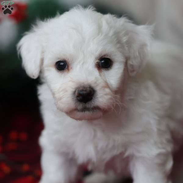 Toby, Bichon Frise Puppy
